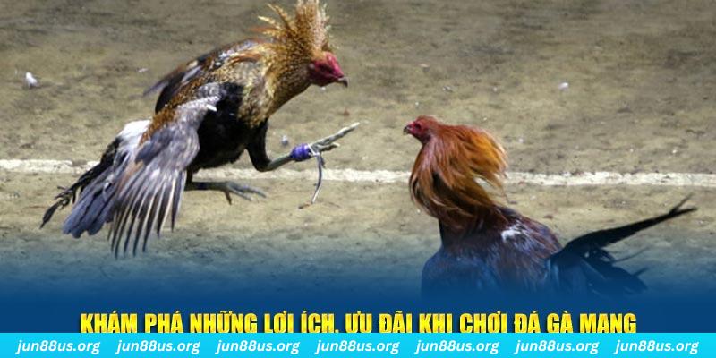 bet vnd what is live dealer casino