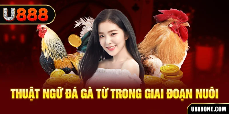 bet vnd xổ số miền bắc 90 ngày
