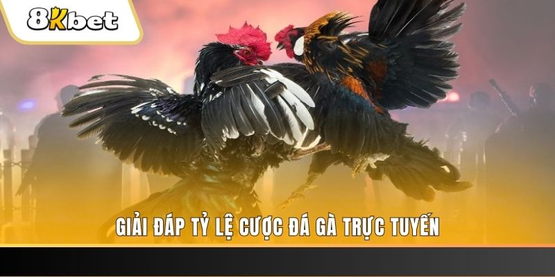 bet vnd ga choi cau thanh