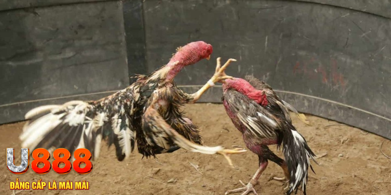 bet vnd đăng nhập liêng hôm nay